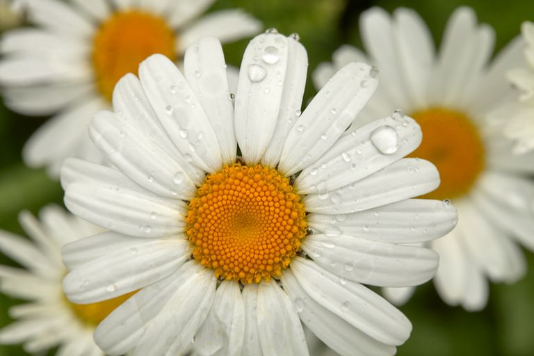 Ox-eye daisy, oxeye daisy, prästkrage, wild flower, vildablommor, Leucanthemum vulgare, instagram, jfFrank instagram
