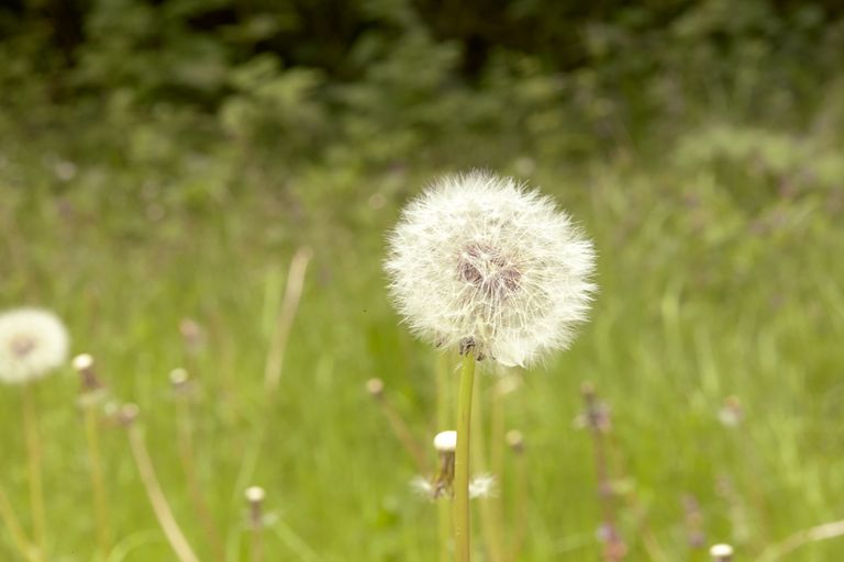dandelion, gloucestershire outdoor, national arboretum, westonbirt